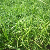 Annual Ryegrass